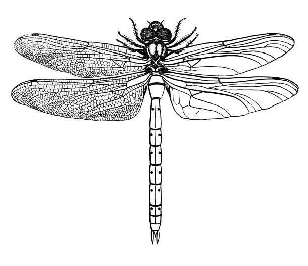 Dragonfly Illustration of 19th century dragonfly drawing stock illustrations