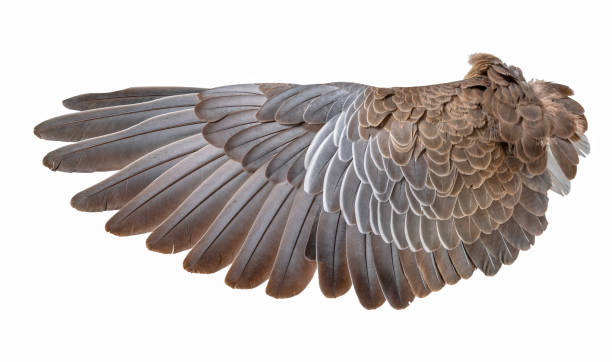 istock Wing of bird wide open isolated on white 1189520747