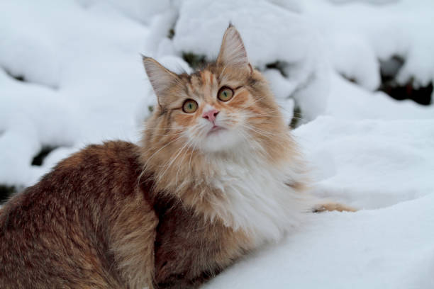 istock A beautiful cat in snowdrift 1189521165
