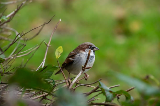 istock Sparrow Perched in a hedge in Autumn 1189524885