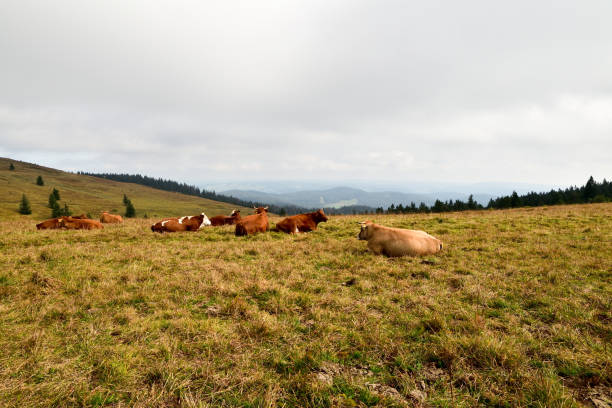 istock Cows on meadow in mountains. 1189525025