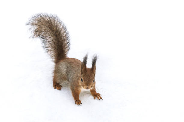 istock curious squirrel with fluffy tail searching for food in park covered with white snow 1189525550