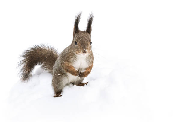 istock fluffy little red squirrel sitting in white snow in park 1189525910