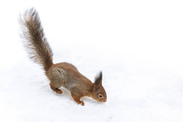 istock red squirrel searches for food in winter park 1189525954