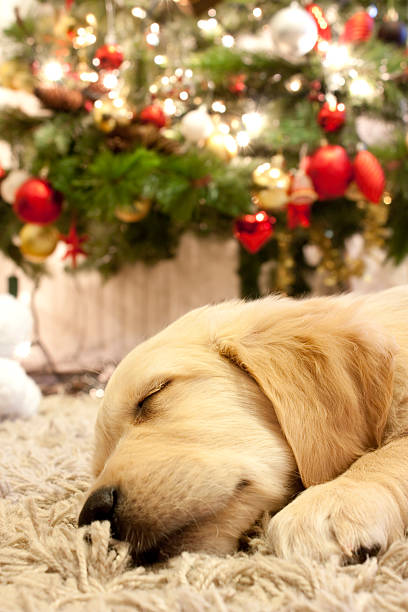 istock puppy golden retriever asleep 118952708