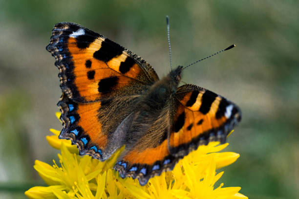 istock A close up of a butterfly 1189527869