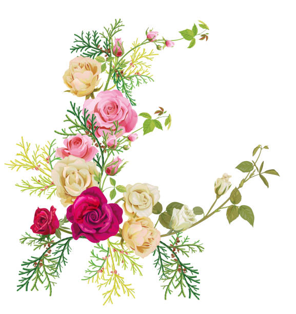 Angular frame: red, white, pink roses, thuja (arborvitae). Corner border for Christmas: flowers, buds, leaves, green twigs, cones on white background, digital draw, watercolor style, vector Angular frame: red, white, pink roses, thuja (arborvitae). Corner border for Christmas: flowers, buds, leaves, green twigs, cones on white background, digital draw, watercolor style, vector rose christmas red white stock illustrations