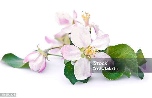 Photo libre de droit de Fleur De Pommier banque d'images et plus d'images libres de droit de Arbre - Arbre, Arbre en fleurs, Beauté de la nature