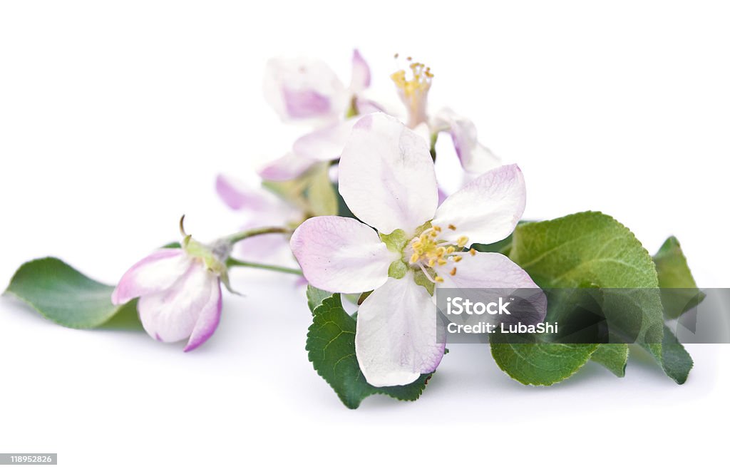 Fiore di melo - Foto stock royalty-free di Albero