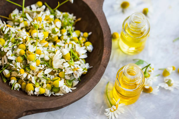 chamomile oil ,  chamomile essential oil bottles with chamomile flowers - ayurveda massaging spa treatment wellbeing imagens e fotografias de stock