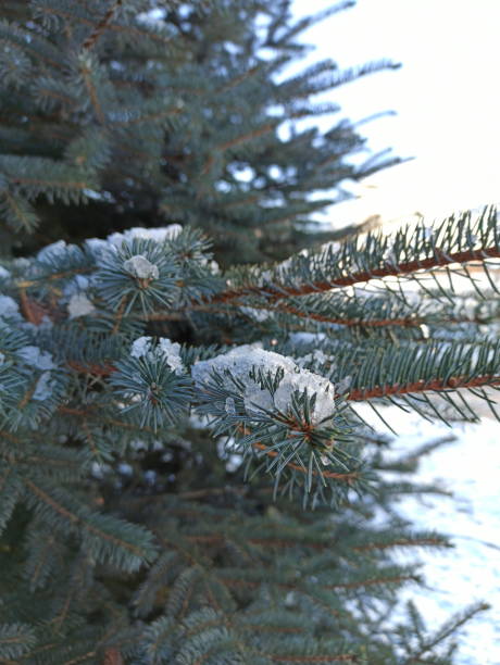 istock Coniferous tree branch with snow closeup vertical frame.Christma 1189529255