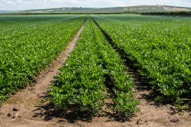 istock Plantations with celery in the field. Industrial growing celery in rows. 1189530541