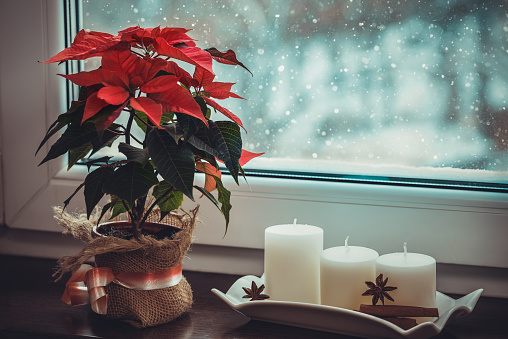 Red poinsettia, traditional Christmas flower and candles on the windowsill of a winter window.