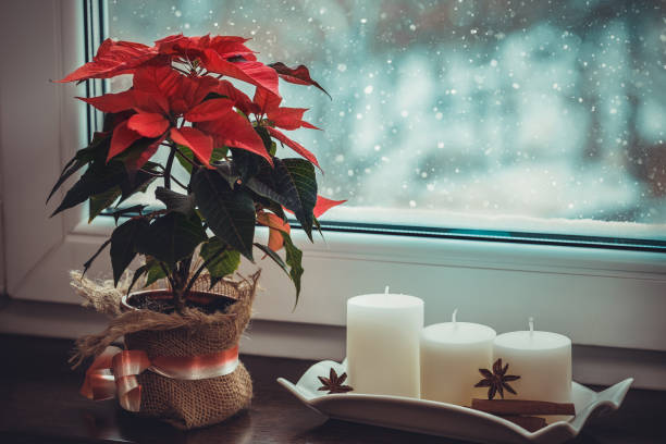 poinsettia vermelho, flor tradicional do natal e velas no windowsill de uma janela do inverno. - window light window sill home interior - fotografias e filmes do acervo