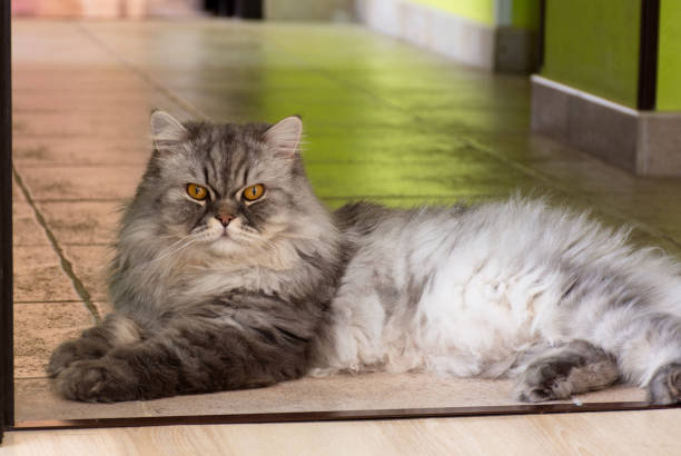istock Home fluffy Scottish cat lying on the floor 1189531631