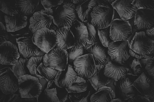 istock Lots of petals on dark background. Monochrome horizontal backdrop with copy space 1189532638