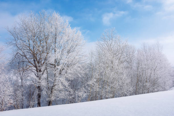 tees in hoarfrost on a snow covered meadow
