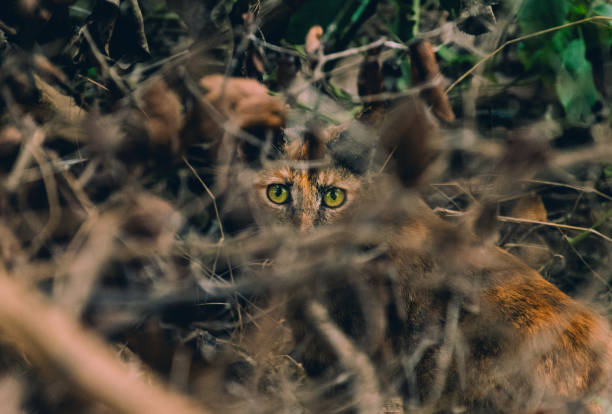 Cat in the bushes.