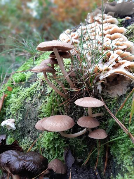 istock Toadstools fungi moss and gras growing on an old tree stump 1189539207
