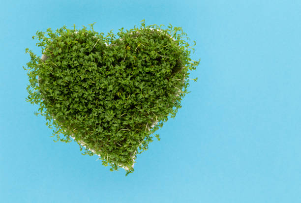 istock Creative layout made of sprout seed heart bowl. Flat lay, top view. Food ingredient pattern. 1189539452