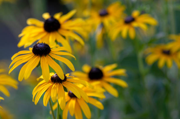 rudbeckia hirta fiore giallo con centro marrone nero in fiore, susan dagli occhi neri in giardino - susan foto e immagini stock