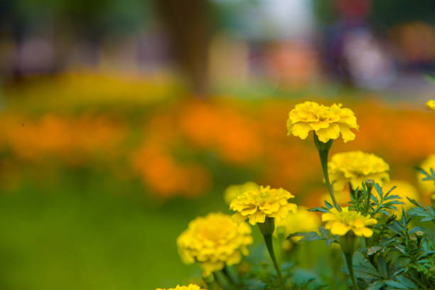 A bed of yellow terry daffodils blooming in the garden in early spring, against the background of a rustic wooden house. The concept of country life. High quality photo