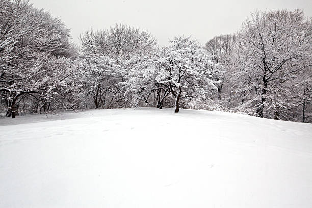 istock Snow storm in Central Park 118954324