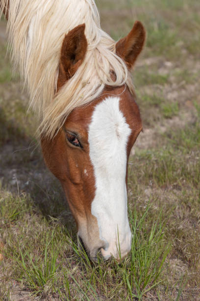istock Beautiful Wild Horse in utah 1189545370