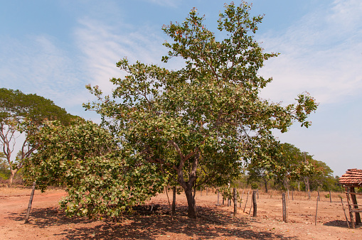 cashew nut tree in Central Brazil