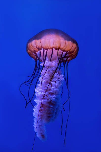 istock Jellyfish Vibrant Pink color against a deep blue background 1189545472
