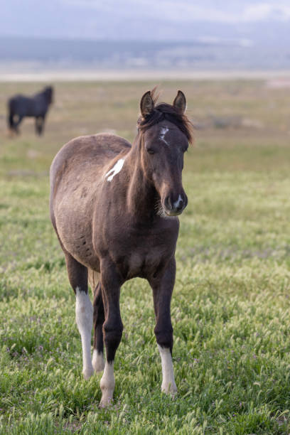 istock Beautiful Wild Horse in utah 1189545769