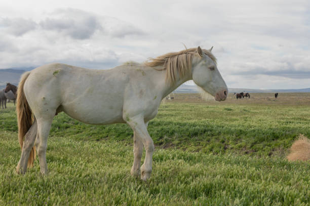istock Beautiful Wild Horse in utah 1189546481