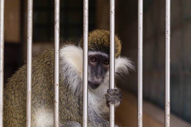 istock monkey in a cage in the zoo 1189546554