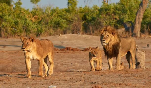 istock Pride of Savuti lions, Botswana 1189547945