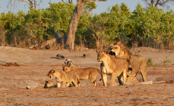 istock Pride of Savuti lions, Botswana 1189547956