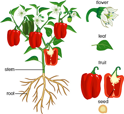 Parts of plant. Morphology of pepper plant with green leaves, red fruits, flowers and root system isolated on white background