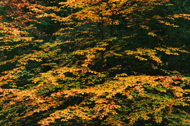 istock Yellow colored leaves in fall woods. 1189549195