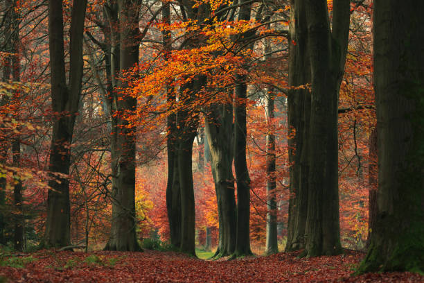 istock Red and orange colored leaves in autumn woods. 1189549221