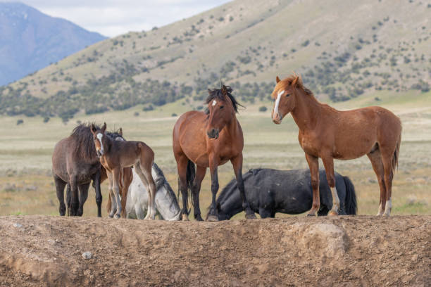 wild horses in the utah desert - 4724 imagens e fotografias de stock