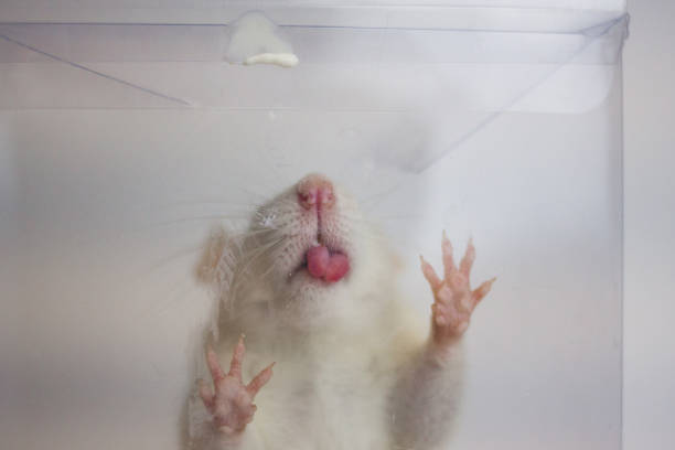 Cute mouse looking through a hole in Dutch cheese. Mouth open, looking very surprised. Isolated on a white background.