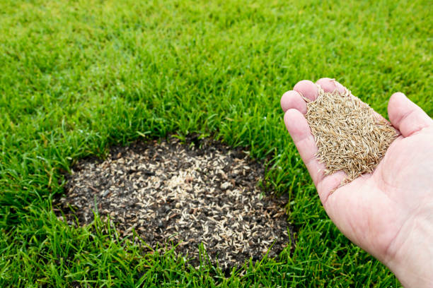 reparación de césped - vegetable garden planting environment human hand fotografías e imágenes de stock