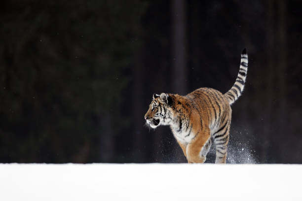 istock Siberian Tiger running. Beautiful, dynamic and powerful animal. Set in environment typical for this amazing animal. Taiga  russia. Panthera tigris altaica 1189550169
