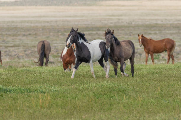 istock Wild Horses in the Utah Desert 1189550336