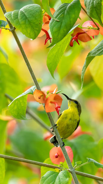 istock Olive-backed Sunbird perching on Orange Chinese Hat perch looking into a distance 1189551773