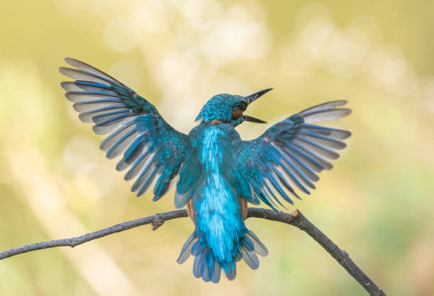 istock Male common kingfisher in action 1189551876