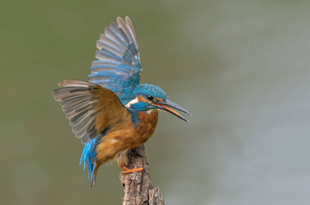 istock Male common kingfisher 1189551877