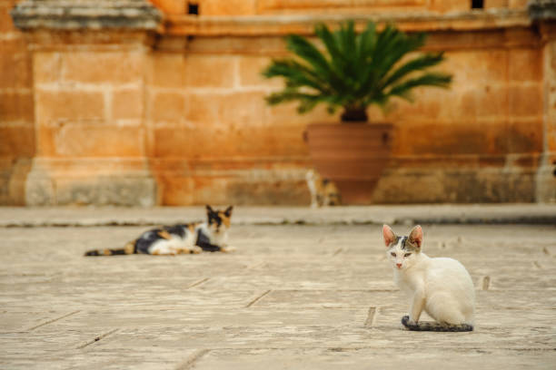 el gato se encuentra en el patio del monasterio - greek islands table window sun fotografías e imágenes de stock