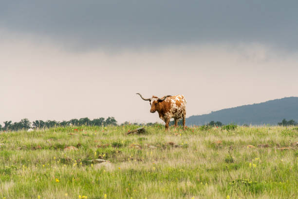 texas longhorn - texas texas longhorn cattle cattle ranch - fotografias e filmes do acervo