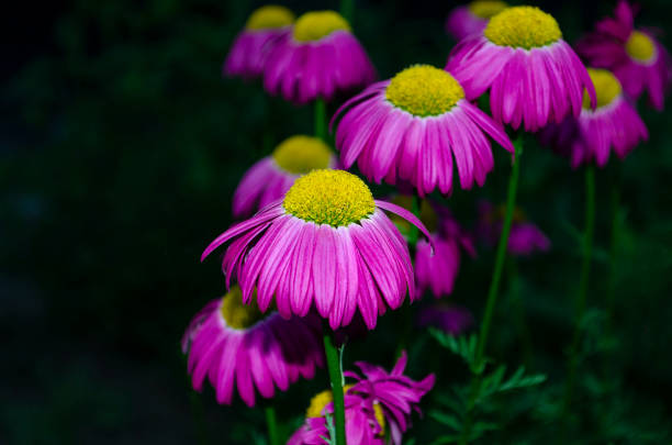 Close-up of pink daisies with yellow core at night. Selective focus.