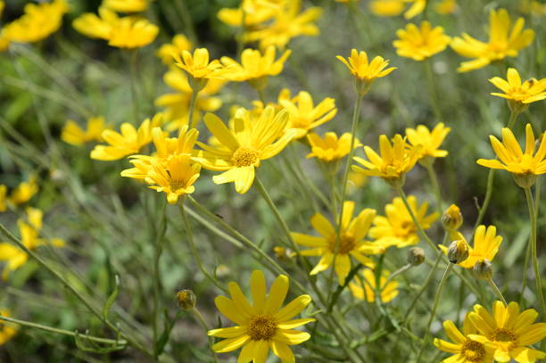 Eriophyllum lanatum with yellow flowers Closeup Eriophyllum lanatum known as Oregon sunshine with blurred background in summer garden spider flower stock pictures, royalty-free photos & images